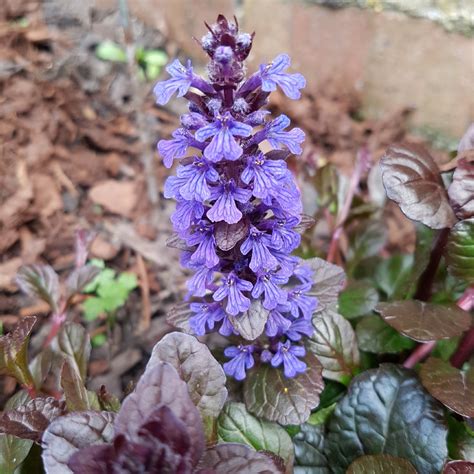 Ajuga Reptans Atropurpurea Bugle Atropurpurea In Gardentags Plant