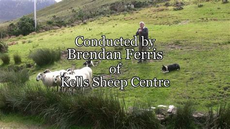 Brilliant Sheep Herding Demonstration Using Border Collies Youtube