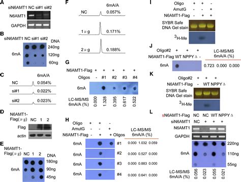 N6 Methyladenine Dna Modification In The Human Genome Molecular Cell