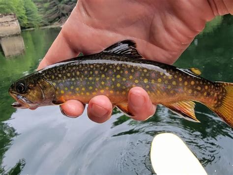 Swift River, Mass. : r/troutfishing