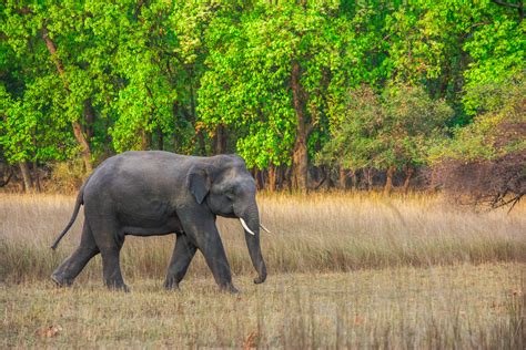 Elephants in India | Bandhavgarh National Park