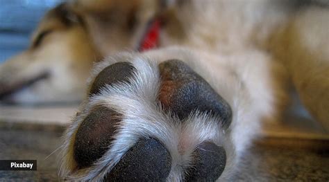 How To Treat A Bee Sting On Dog Paw