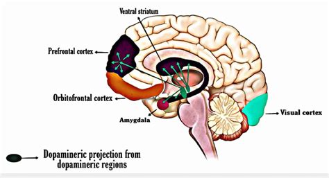 Adhd Related Regions Of The Brain The Dopamine Pathway Download