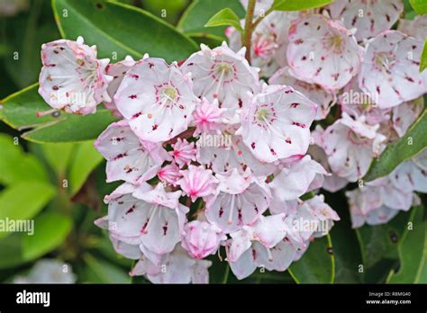 Mountain Laurel In Bloom Along The Blue Ridge Parkway In North Carolina