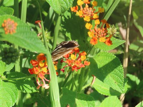 Common Lantana From Scottburgh Mall South Africa On March 8 2024 At