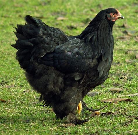 Black Cochins Standard Cochin Baby Chicks Cackle Hatchery