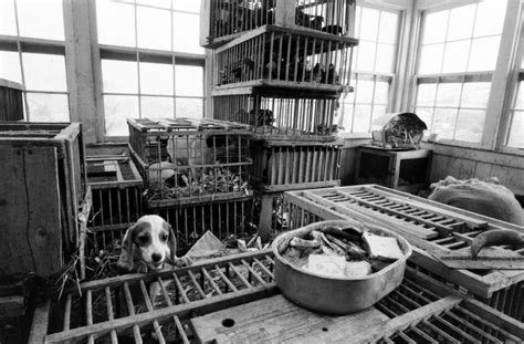 Concentration Camps For Dogs Revisiting A Searing Life Classic