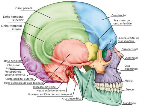 Osso Do Crânio Localizado Acima Dos Ossos Da Face LIBRAIN