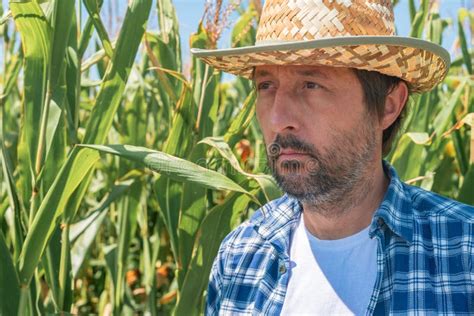 Portrait Of Handsome Corn Farmer In Cultivated Maize Field Stock Photo