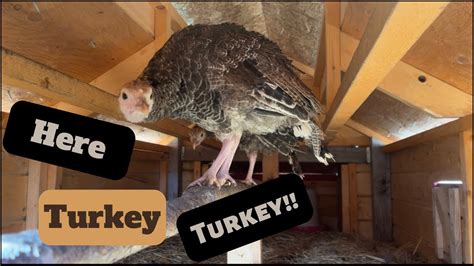 FARM UPDATE How To Sex Heritage Turkeys YouTube