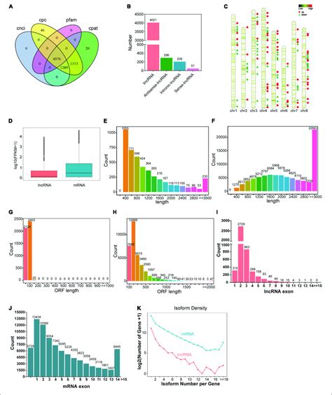 Global Identification And Characterizations Of Lncrnas A