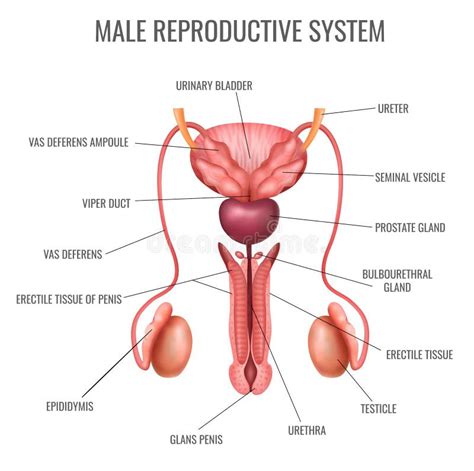 Male Reproductive System Front View Without Labels