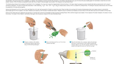 Floating Leaf Disk Photosynthesis Lab Answer Key Leafandtrees Org