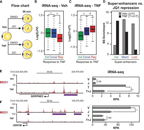 Acute TNF induced repression of cell identity genes is mediated by NFκB