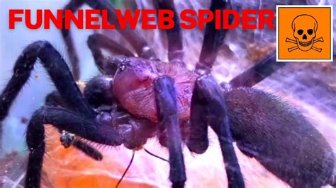 👹☠️👹venomous Funnel Web Spider 👹☠️👹stalking Prey👹☠️👹 Youtube