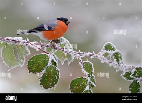 Eurasian Bullfinch Pyrrhula Pyrrhula Adult Male Sitting On Frost