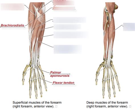 Flexors Of Forearm Diagram Quizlet