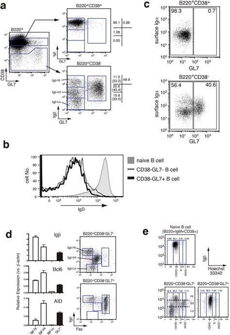 Classification Of Gc B Cells By Expression Level Of Igβ A Flow Download Scientific Diagram