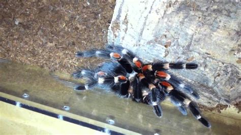 Brachypelma Auratum Feeding YouTube