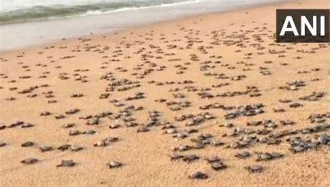 Watch Hundreds Of Olive Ridley Turtles Crawl Toward Sea After Mass