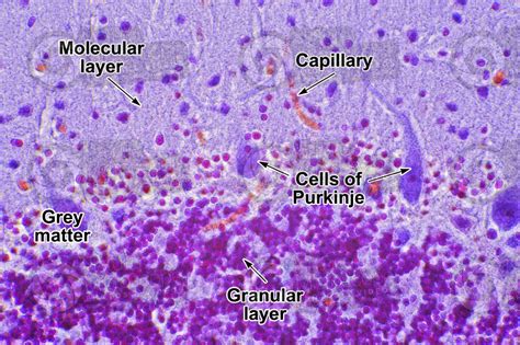 Cat Cerebellum Sagittal Section 500X Cat Mammals Nervous