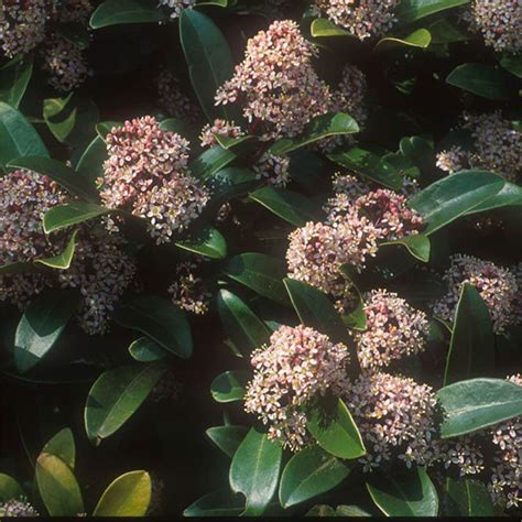 Skimmia Japonica Houtmeyers Plantencentrum En Boomkwekerij Laakdal
