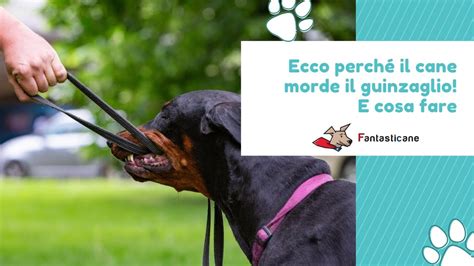 Ecco perché il cane morde il guinzaglio e cosa fare YouTube