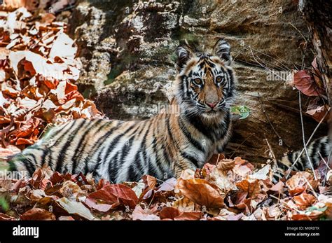 Young Bengal tiger in natural habitat. The Bengal (Indian) tiger ...