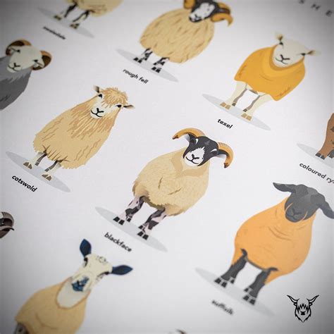 British Sheep Breeds Print Sheep Print Sheep Breeds Poster Etsy