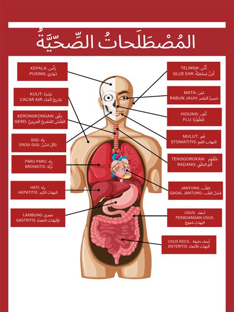 Human Anatomy Organs Poster (1) | PDF