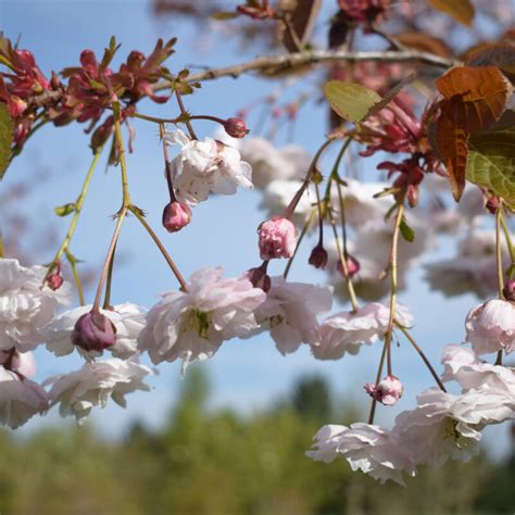 Prunus The Bride Frank P Matthews