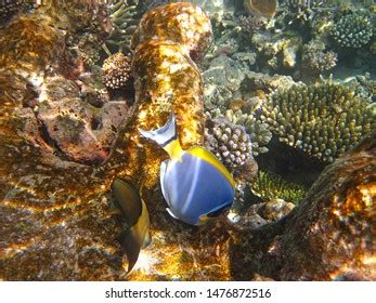 Snorkeling Maldives Islands Stock Photo 1476872516 | Shutterstock