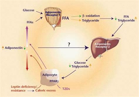 Metabolism Signaling Pathway Creative Diagnostics