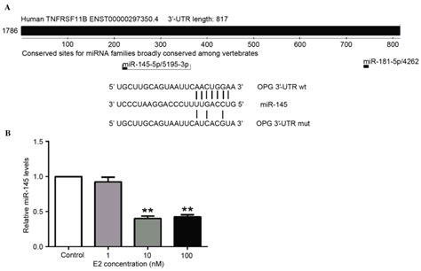 Estrogen Stimulates Osteoprotegerin Expression Via The Suppression Of