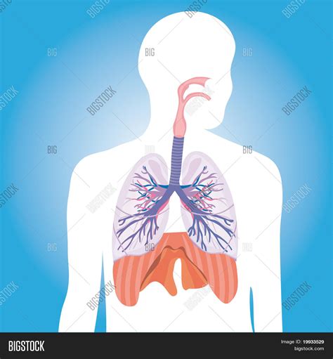 Human Respiratory Vector And Photo Free Trial Bigstock