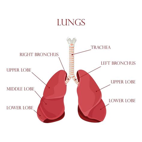 Diagram Of Human Lungs And Trachea Respiratory System Healthy Lungs