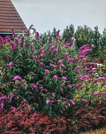 Buddleja Davidii Border Beauty C2 40 50 Cm