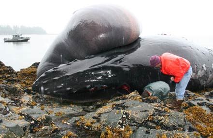 Humpback whale tongue is as big as ... car