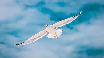 Seagulls Flight Birds Sky Dom Nature Wings 4k Wallpaper