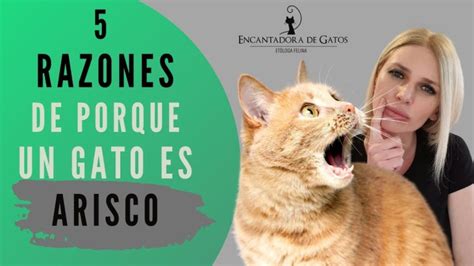 Consejos para ayudar a tu gato a ser más cariñoso 2025