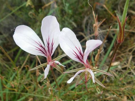 Parsley Storksbill From Loerkop Greyton 7233 South Africa On December