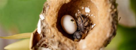 A Close-Up Look at Hummingbird Eggs | American Bird Conservancy