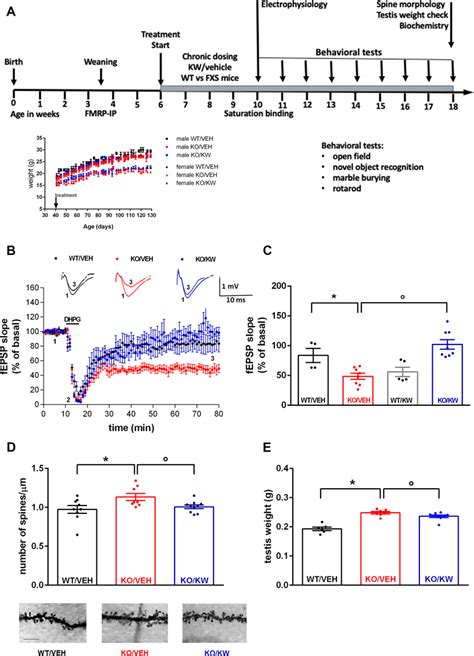 In Vivo Administration Of The Selective A2ar Antagonist Kw6002 Reduces Download Scientific