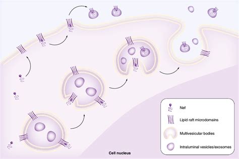 Mechanism Of Nef Incorporation In Exosomes Both N Terminal