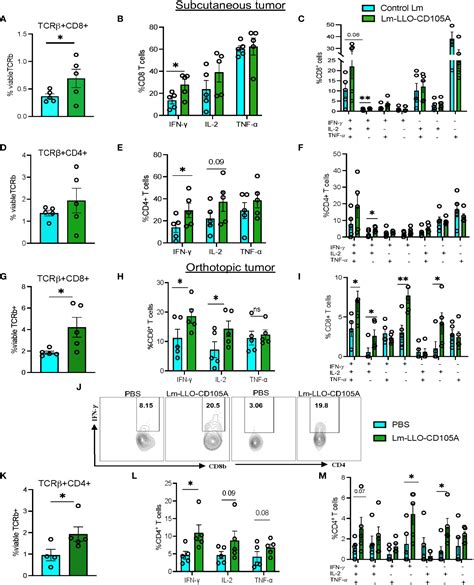 Frontiers Listeria Based Immunotherapy Directed Against Cd Exerts