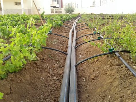 Best Irrigation System For Fruit Trees To Boost Your Harvest