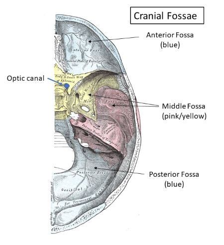 What passes through the optic foramen? | Homework.Study.com