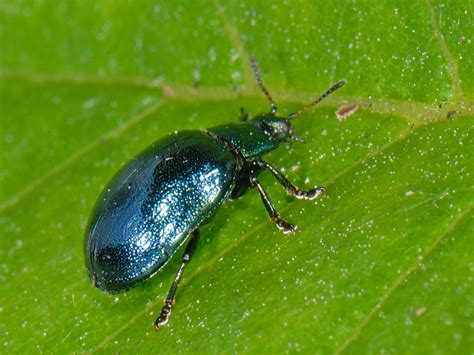 Plagiodera Versicolora