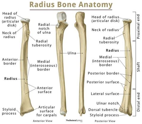 Capitate Bone Definition, Location, Anatomy, Diagram
