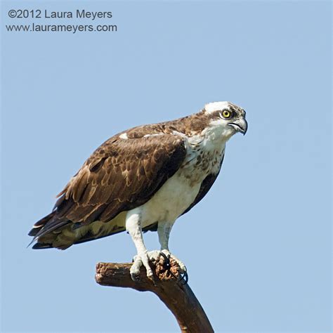 Birds Of Prey Archives Page 2 Of 4 Laura Meyers Photography